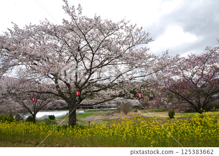 辰野口濱水公園 2025-4-12 #21 125383662