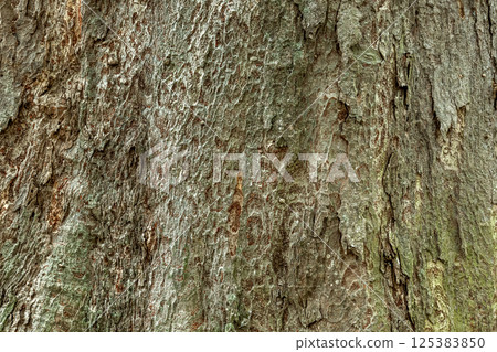 Tree skin shape [background material] 125383850