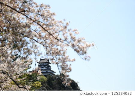 Beautiful cherry blossoms and Inuyama Castle along the Kiso River in spring in Japan (Aichi Prefecture) 125384082