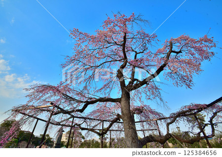 千葉縣市川市的「原木山妙光寺」的垂枝櫻花在藍天下熠熠生輝 千葉縣市川市的「原木山妙光寺」的垂枝櫻花在藍天下熠熠生輝 125384656