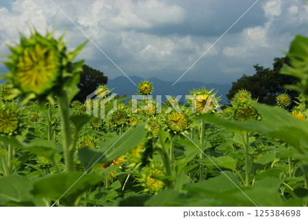 In Zama City, 8 sunflower fields have been created to prevent agricultural land from being degraded. In Zama City, 8 sunflower fields have been created to prevent agricultural land from being degraded. 125384698