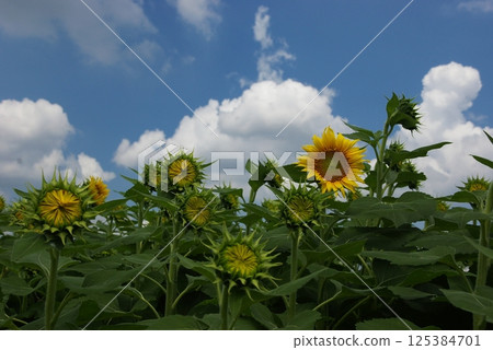 In Zama City, nine sunflower fields have been created as a measure to prevent agricultural land from becoming degraded. In Zama City, nine sunflower fields have been created as a measure to prevent agricultural land from becoming degraded. 125384701