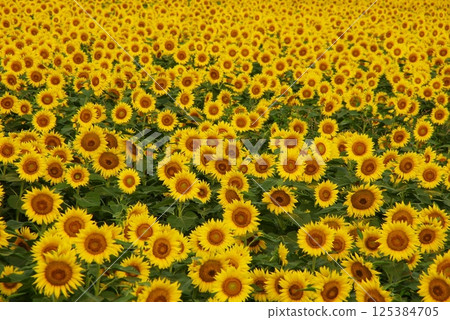 In Zama City, the farmland has been turned into a sunflower field as a measure to prevent it from becoming degraded. In Zama City, the farmland has been turned into a sunflower field as a measure to prevent it from becoming degraded. 125384705