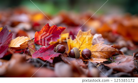 Autumn Produce Natural Acorns on the Ground 125385172
