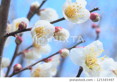 white plum blossom white plum blossom 125385497