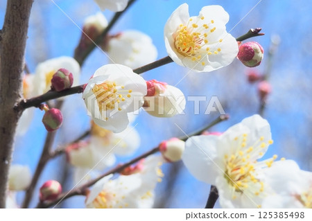 white plum blossom white plum blossom 125385498