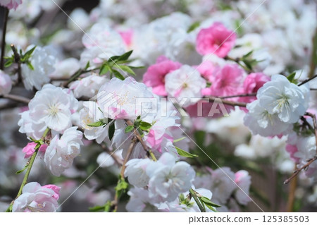 美麗的花桃 美麗的花桃 125385503