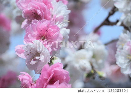 桃花宣布春天的到來 桃花宣布春天的到來 125385504