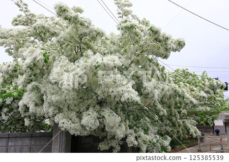 岡港神社的七花文字樹 岡港神社的七花文字樹 125385539