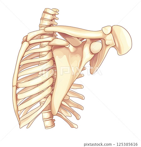 Common use cases chart: calcific shoulder vs lower back pain 125385616