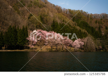 Ooyamazakura flowers blooming at Lake Nakatsuna, Omachi City, Nagano Prefecture Ooyamazakura flowers blooming at Lake Nakatsuna, Omachi City, Nagano Prefecture 125385786
