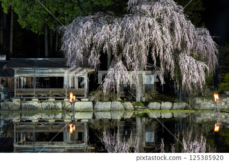 Hida Takayama, Aoya Shinmei Shrine: Illuminated cherry blossoms at night and reflected in rice fields Hida Takayama, Aoya Shinmei Shrine: Illuminated cherry blossoms at night and reflected in rice fields 125385920