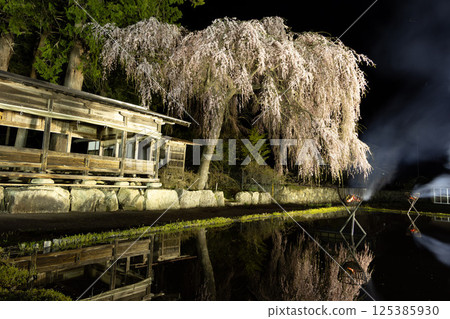 Hida Takayama, Aoya Shinmei Shrine: Illuminated cherry blossoms at night and reflected in rice fields 125385930