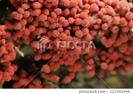A common type of moray eel mushroom that stands out even in the forest, resembling a cluster of small brick-red fuzz balls (macrophotographed in the natural environment) A common type of moray eel mushroom that stands out even in the forest, resembling a cluster of small brick-red fuzz balls (macrophotographed in the natural environment) 125385948