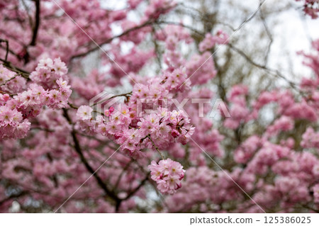 The Blooming Cherry Blossoms of Spring are a breathtaking sight that captivates all who see them 125386025