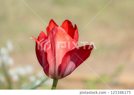 Colorful tulips shining in the spring sunshine Colorful tulips shining in the spring sunshine 125386175