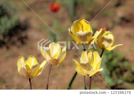 Colorful tulips shining in the spring sunshine Colorful tulips shining in the spring sunshine 125386178