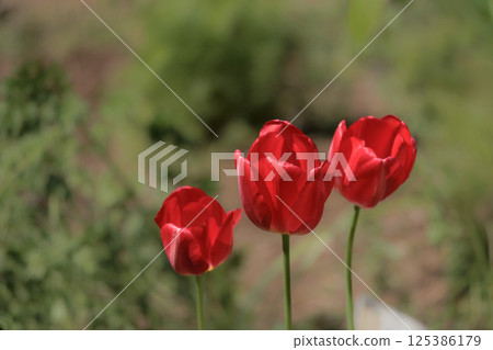 Colorful tulips shining in the spring sunshine 125386179