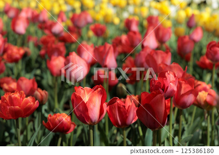 色彩繽紛的鬱金香在春日陽光下閃耀 125386180