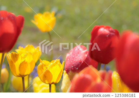 色彩繽紛的鬱金香在春日陽光下閃耀 125386181