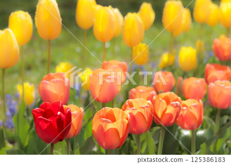 色彩繽紛的鬱金香在春日陽光下閃耀 125386183