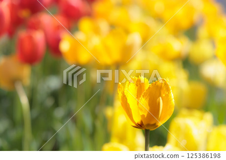 色彩繽紛的鬱金香在春日陽光下閃耀 125386198