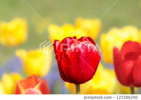Colorful tulips shining in the spring sunshine 125386200