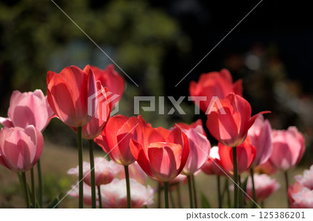 Colorful tulips shining in the spring sunshine 125386201