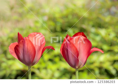 Colorful tulips shining in the spring sunshine 125386203