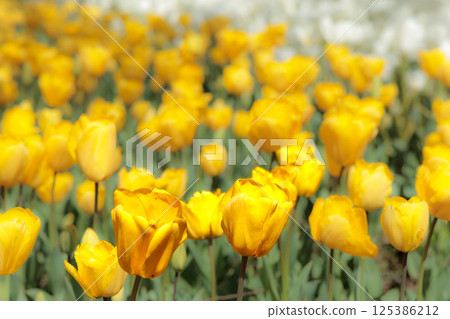色彩繽紛的鬱金香在春日陽光下閃耀 125386212