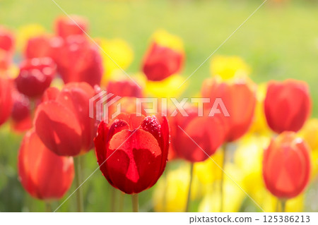 色彩繽紛的鬱金香在春日陽光下閃耀 125386213