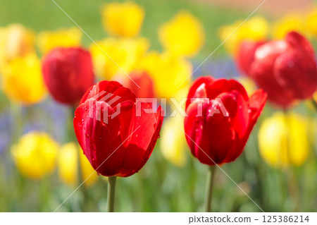 色彩繽紛的鬱金香在春日陽光下閃耀 125386214