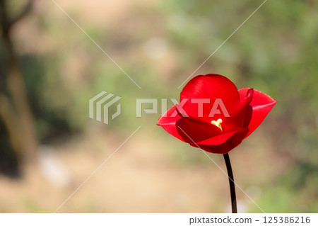 Colorful tulips shining in the spring sunshine 125386216