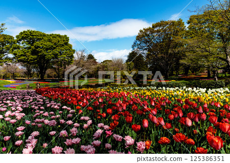 Colorful tulips shining in the spring sunshine Colorful tulips shining in the spring sunshine 125386351