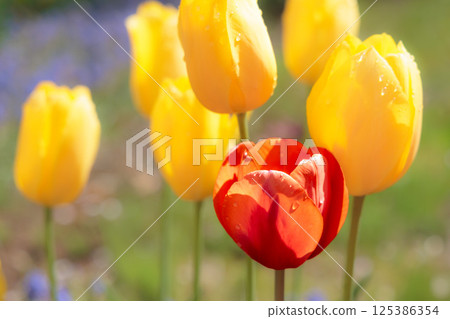 Colorful tulips shining in the spring sunshine 125386354