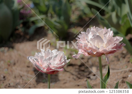 Colorful tulips shining in the spring sunshine 125386358