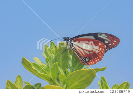 Snowdrop and Chestnut Butterfly 125386749