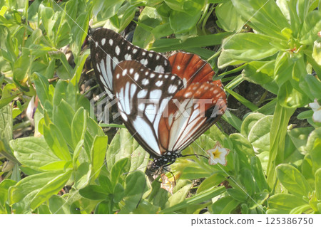 Snowdrop and Chestnut Butterfly 125386750