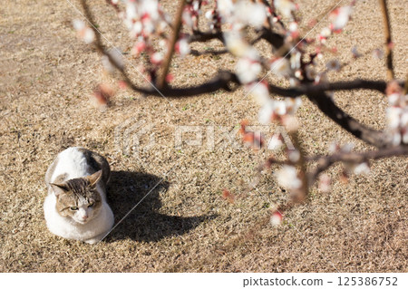 Cat sunbath and plum blossoms 125386752