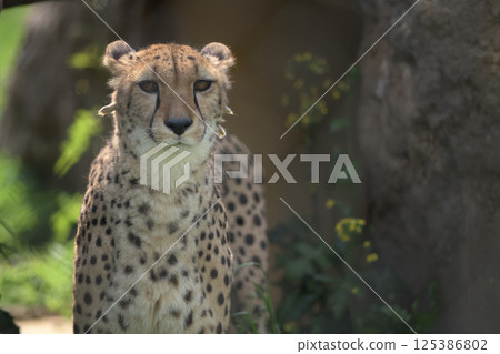一隻獵豹在春日陽光下凝視遠方 一隻獵豹在春日陽光下凝視遠方 125386802