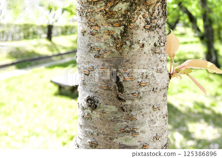 櫻桃樹幹_樹皮 125386896