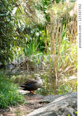 A single mallard duck standing by the pond 125387362