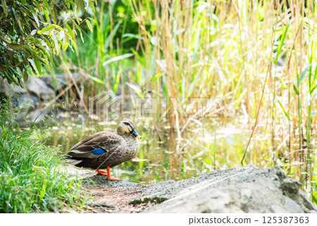 Carmelo standing on the waterside 125387363
