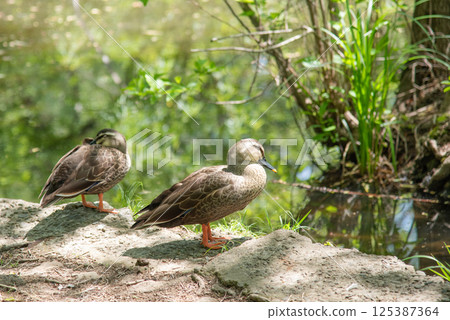 Two mallards standing by the pond 125387364