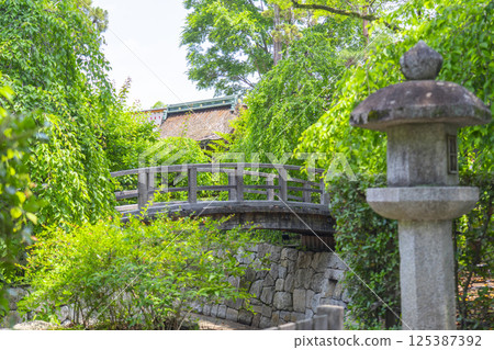 初夏的京都，北野天滿宮，梅園，御手洗川太鼓橋 125387392
