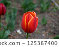 紅色鬱金香 125387400