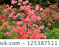 杜鵑花節拍攝 125387511