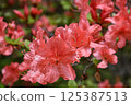 大杜鵑花 125387513