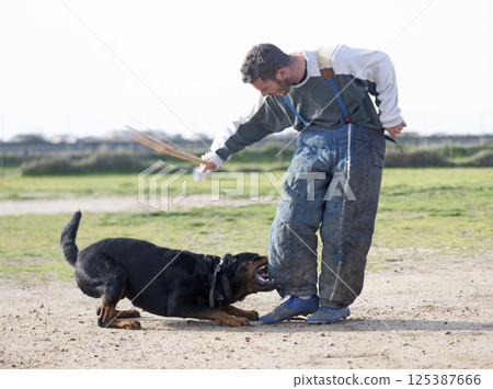 training of  rottweiler 125387666