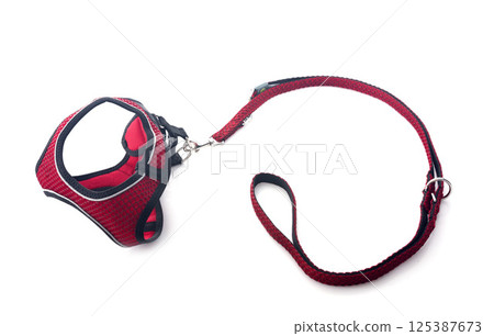 harness and leash for dog 125387673